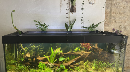 Mise en place des plantes au dessus de l’aquarium