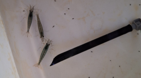 Fichtre on est en rupture de croquettes pour chat...