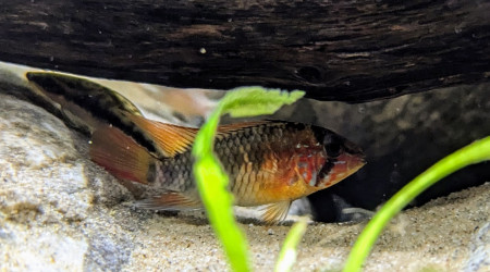Apistogramma
