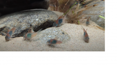 Corydoras Venezuela sp. orange
