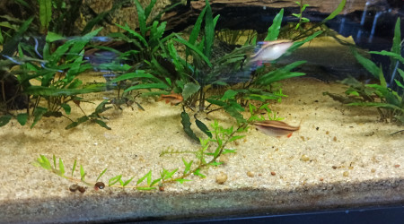 Rotala Rotundifolia "Laos"