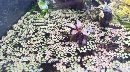 Salvinia Minima