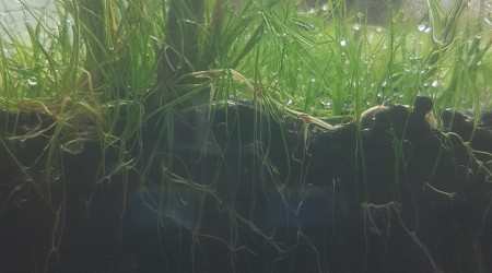 Ça pousse, ça pousse!