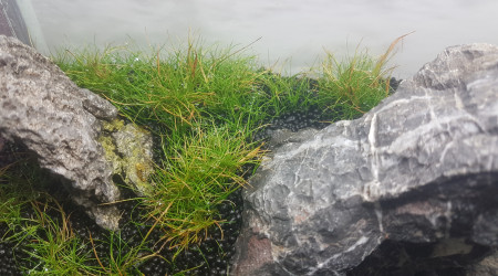 Petit souci de feuilles jaunes