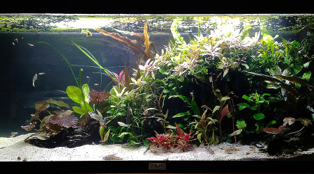 aquarium COMMUNAUTAIRE