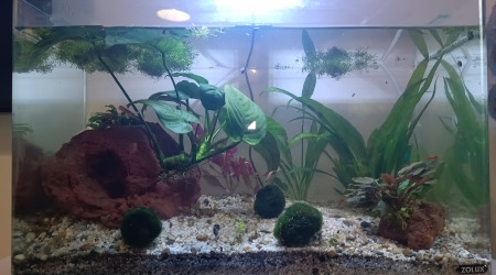aquarium Bac a crevette