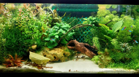 aquarium Aquarium