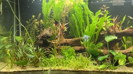 Vu d’ensemble avec les dernières plantes