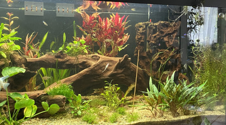 Vu d’ensemble avec les dernières plantes