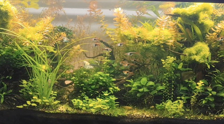 L'automne arrive sur Bornéo