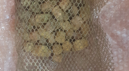 Support de bactéries