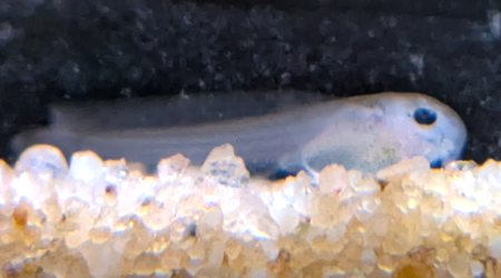 Des nouvelles du bac