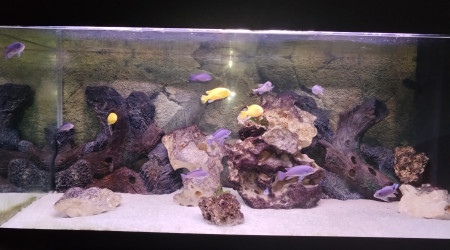 aquarium Malawi 180