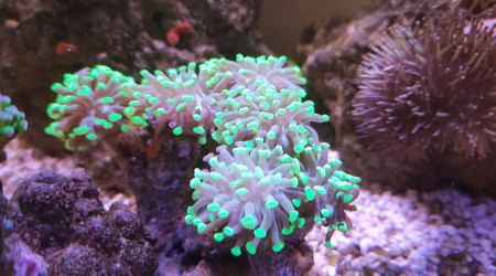 Nouvelles têtes d'Euphyllia