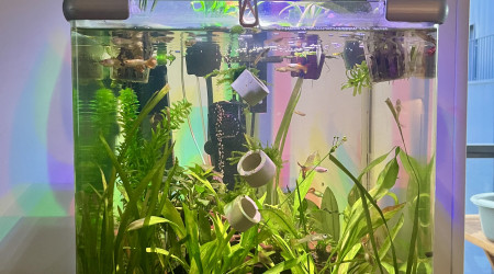aquarium Guppys