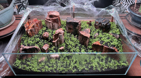 Ça pousse doucement