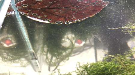 Feuille et bulles d'air