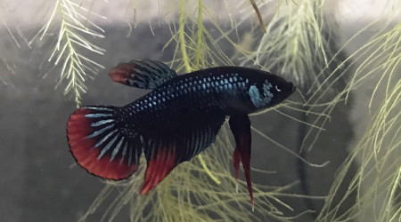 aquarium Bac à Betta imbellis