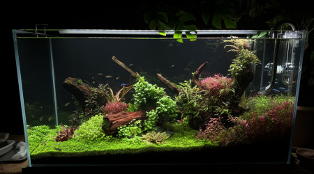 Après une taille drastique