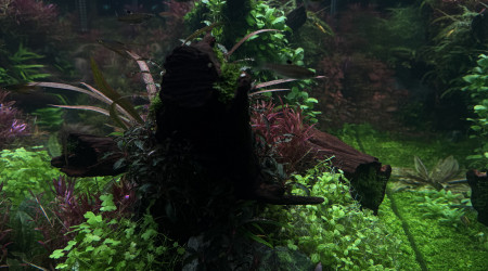 Après une taille drastique