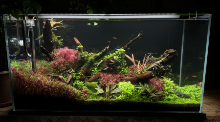 Après une taille drastique