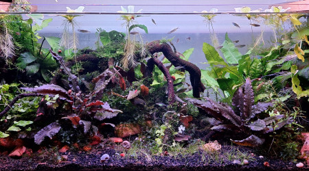 Après-midi jardinage