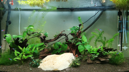 aquarium Communautaire 200 litres