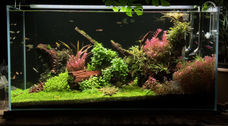 Coupe dite « monte Carlo »