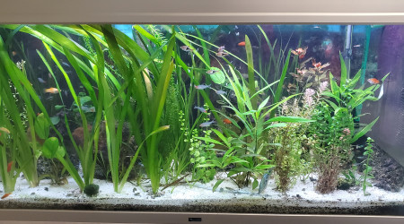 aquarium Bac principal