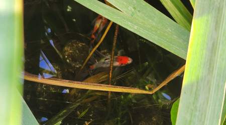 Shubunkin de Bristol