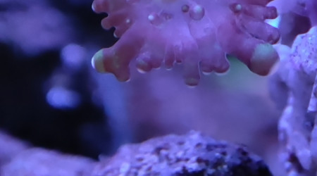 Mes bébés Ricordea et mes 2 petites Sabelles de 2mm max