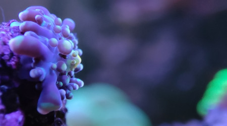 Mes bébés Ricordea et mes 2 petites Sabelles de 2mm max