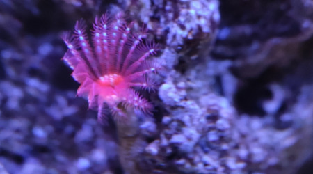 Mes bébés Ricordea et mes 2 petites Sabelles de 2mm max