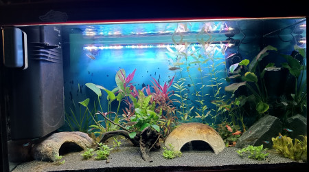 Photo 3 semaines après le nouvel aménagement