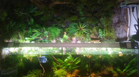 Mise a jour de l'aquarium transformé en paludarium ouvert