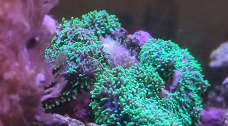 La reproduction est encore partiel