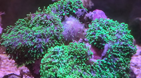 Ici on voit bien que la bouche de cette ricordea n'est pas cicatrisée. Encore.