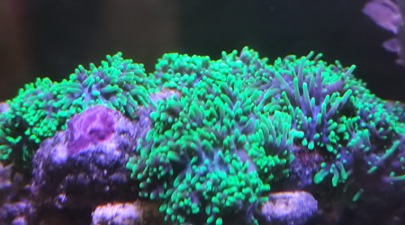 La tri ricordea Yuma vert