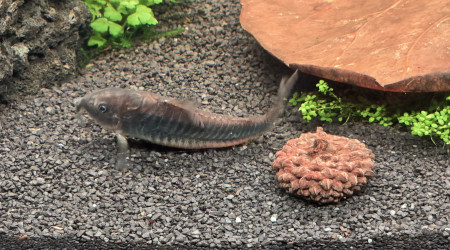 Corydoras black Venezuela