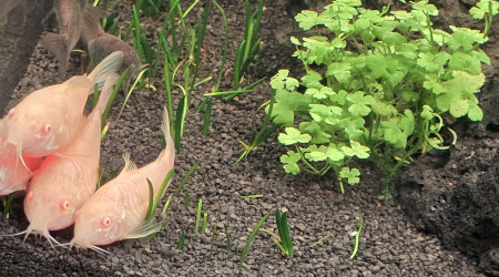 Corydoras aeneus albinos