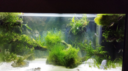 aquarium Tranquille