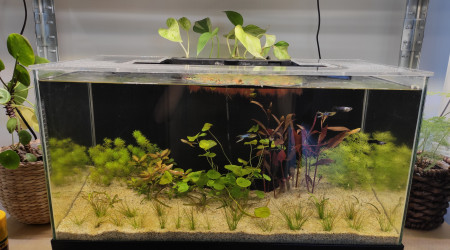 aquarium Hollandais de noob