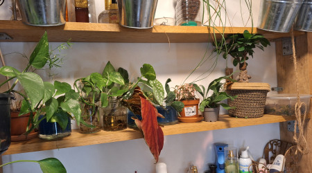 Début des cultures terrestres