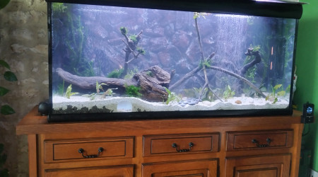 aquarium 500L