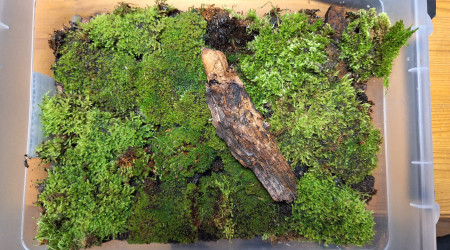 Début de la culture des mousses terrestres