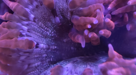 Mes deux anémones crucifer