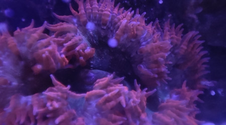 Mes deux anémones crucifer