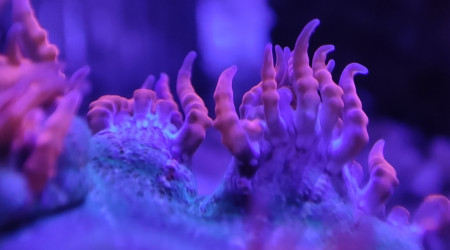 Mes deux anémones crucifer