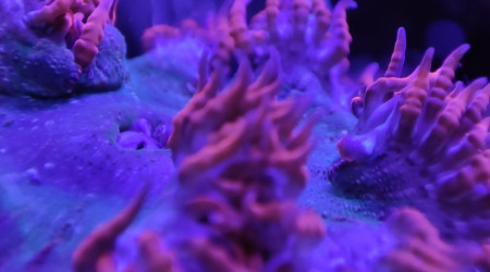 Mes deux anémones crucifer