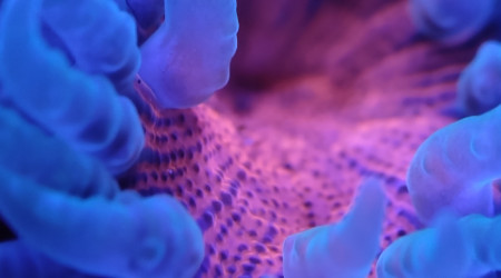 Mes deux anémones crucifer